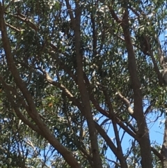 Phascolarctos cinereus (Koala) at Pottsville, NSW - 7 Nov 2015 by MarionRiordan