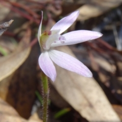 Caladenia fuscata (Dusky Fingers) at Acton, ACT - 20 Sep 2015 by galah681