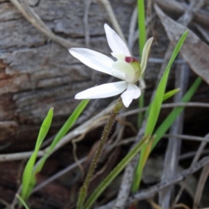 Caladenia fuscata at Acton, ACT - 20 Sep 2015