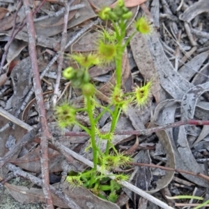 Drosera sp. at Bruce, ACT - 20 Sep 2015 11:03 AM