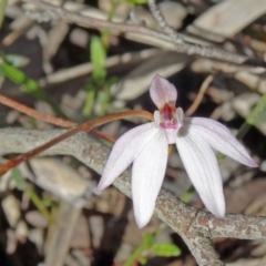 Caladenia fuscata (Dusky fingers) at Point 38 - 20 Sep 2015 by galah681