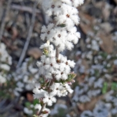 Styphelia attenuatus (Small-leaved Beard Heath) at Bruce, ACT - 20 Sep 2015 by galah681