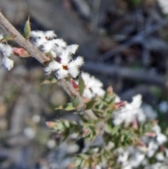 Styphelia attenuata at Bruce, ACT - 20 Sep 2015 11:08 AM