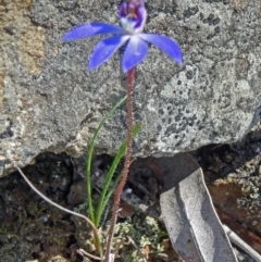 Cyanicula caerulea (Blue Fingers, Blue Fairies) at Black Mountain - 20 Sep 2015 by galah681