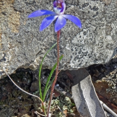 Cyanicula caerulea (Blue Fingers, Blue Fairies) at Black Mountain - 20 Sep 2015 by galah681