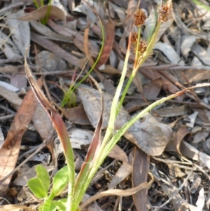 Luzula densiflora at Aranda, ACT - 3 Nov 2015 04:13 PM