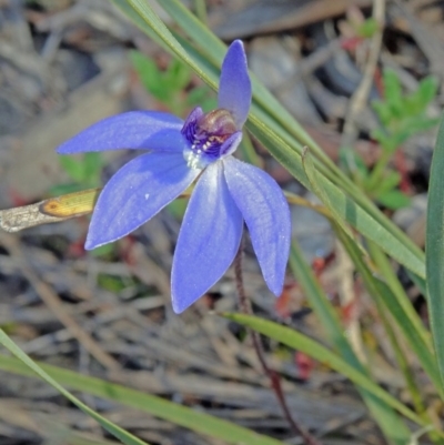 Cyanicula caerulea (Blue Fingers, Blue Fairies) at Black Mountain - 20 Sep 2015 by galah681