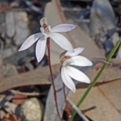 Caladenia fuscata (Dusky Fingers) at Black Mountain - 20 Sep 2015 by galah681