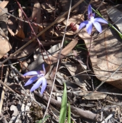 Cyanicula caerulea (Blue Fingers, Blue Fairies) at Black Mountain - 20 Sep 2015 by galah681