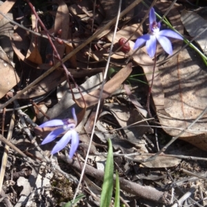 Cyanicula caerulea at Point 85 - suppressed