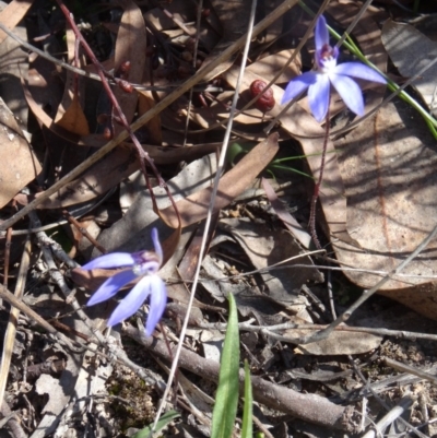 Cyanicula caerulea (Blue Fingers, Blue Fairies) at Black Mountain - 20 Sep 2015 by galah681