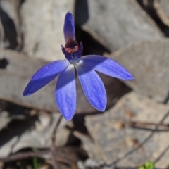 Cyanicula caerulea (Blue Fingers, Blue Fairies) at Black Mountain - 20 Sep 2015 by galah681