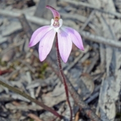 Caladenia fuscata (Dusky Fingers) at Canberra Central, ACT - 20 Sep 2015 by galah681