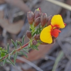 Dillwynia phylicoides (A Parrot-pea) at Black Mountain - 20 Sep 2015 by galah681