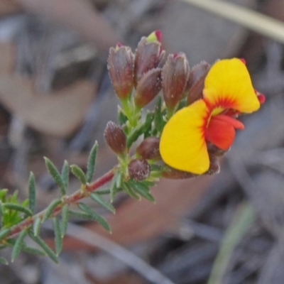 Dillwynia phylicoides (A Parrot-pea) at Point 5204 - 20 Sep 2015 by galah681