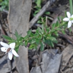 Rhytidosporum procumbens (White Marianth) at Point 5204 - 20 Sep 2015 by galah681