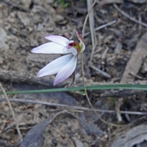 Caladenia fuscata at Point 5204 - 20 Sep 2015