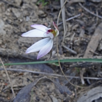 Caladenia fuscata (Dusky Fingers) at Point 5204 - 20 Sep 2015 by galah681