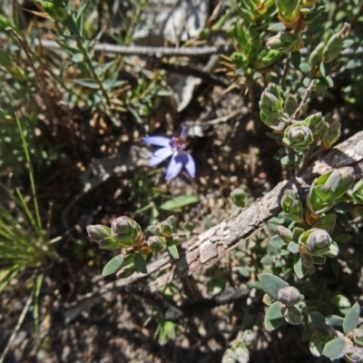 Cyanicula caerulea (Blue Fingers, Blue Fairies) at Canberra Central, ACT - 20 Sep 2015 by galah681