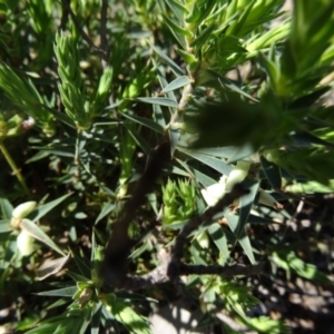 Melichrus urceolatus at Cook, ACT - 20 Sep 2015