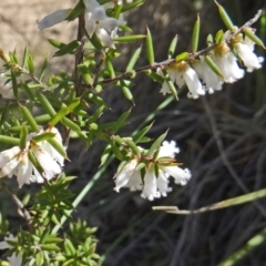 Leucopogon fletcheri subsp. brevisepalus (Twin Flower Beard-Heath) at Mount Painter - 20 Sep 2015 by galah681