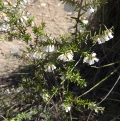 Leucopogon fletcheri subsp. brevisepalus at Cook, ACT - 20 Sep 2015