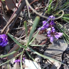 Hardenbergia violacea (False Sarsaparilla) at Mount Painter - 20 Sep 2015 by galah681