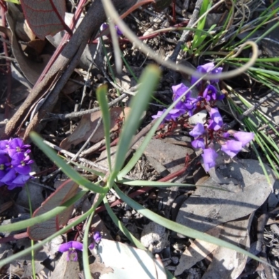 Hardenbergia violacea (False Sarsaparilla) at Mount Painter - 20 Sep 2015 by galah681