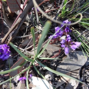 Hardenbergia violacea at Cook, ACT - 20 Sep 2015