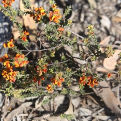 Pultenaea procumbens (Bush Pea) at Black Mountain - 24 Oct 2015 by ibaird