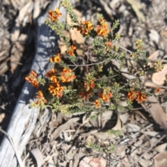 Pultenaea procumbens at O'Connor, ACT - 25 Oct 2015