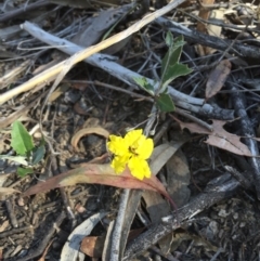 Goodenia hederacea subsp. hederacea (Ivy Goodenia, Forest Goodenia) at Black Mountain - 25 Oct 2015 by ibaird