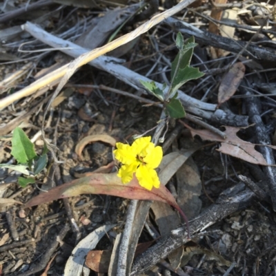 Goodenia hederacea subsp. hederacea (Ivy Goodenia, Forest Goodenia) at Black Mountain - 25 Oct 2015 by ibaird