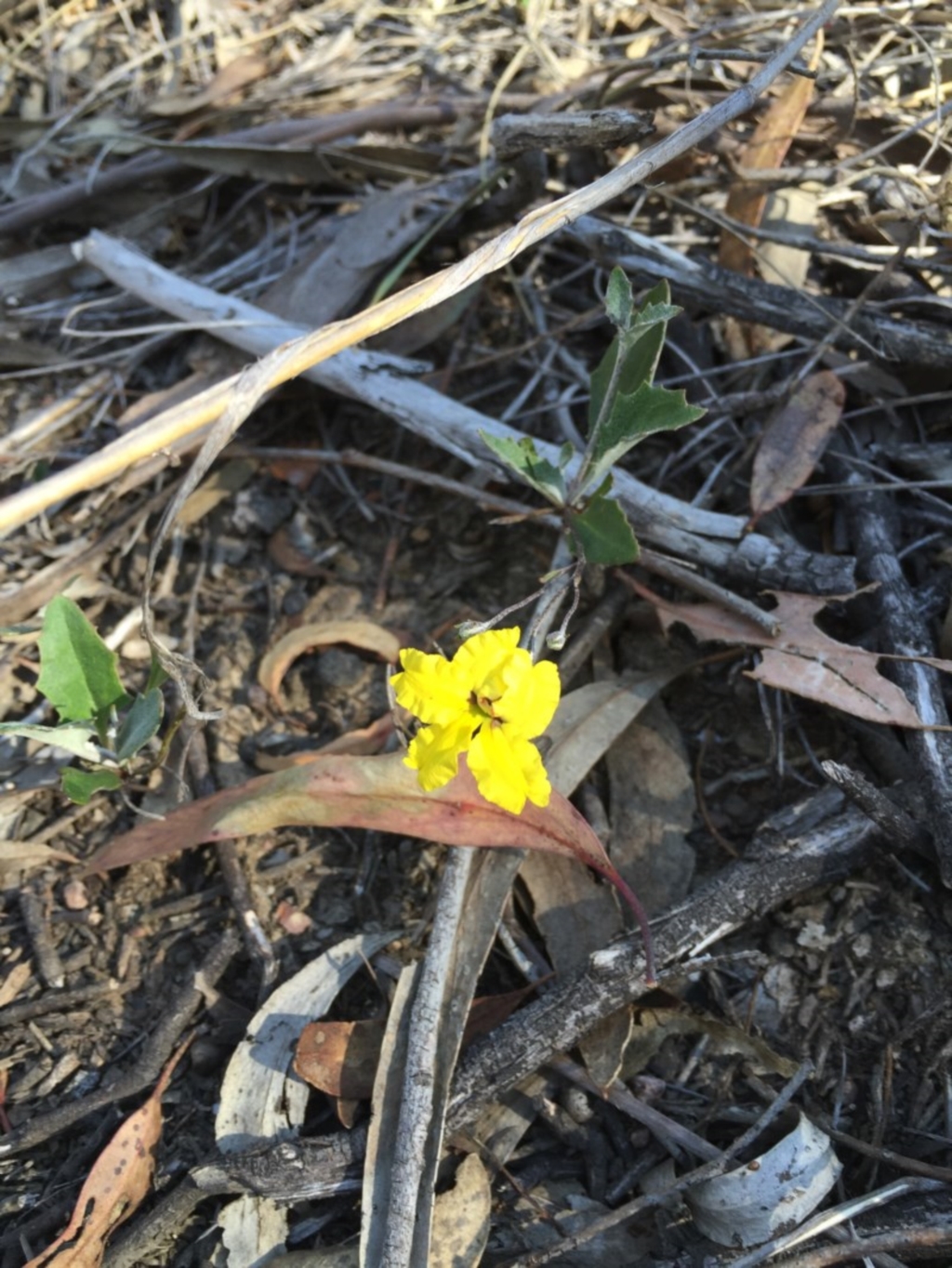 Goodenia hederacea subsp. hederacea at O'Connor, ACT - 25 Oct 2015