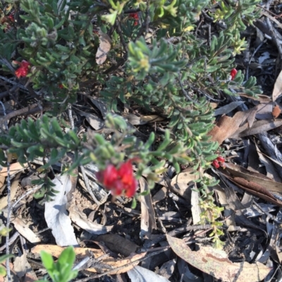 Grevillea alpina (Mountain Grevillea / Cat's Claws Grevillea) at Black Mountain - 25 Oct 2015 by ibaird