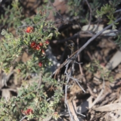 Grevillea alpina at O'Connor, ACT - 25 Oct 2015 04:24 PM