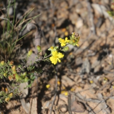 Hibbertia calycina (Lesser Guinea-flower) at Black Mountain - 24 Oct 2015 by ibaird