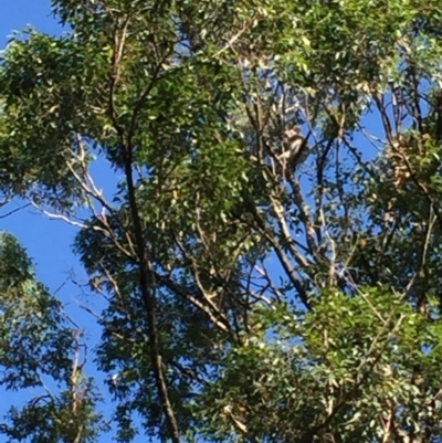 Phascolarctos cinereus (Koala) at Eureka, NSW - 8 Nov 2015 by Dendog