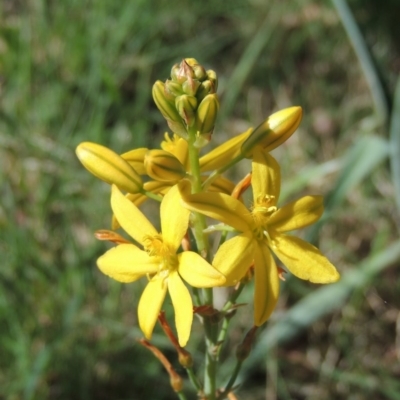 Bulbine bulbosa (Golden Lily) at Paddys River, ACT - 1 Nov 2015 by michaelb