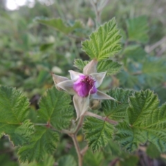 Rubus parvifolius (Native Raspberry) at Point Hut to Tharwa - 2 Nov 2015 by michaelb