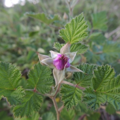 Rubus parvifolius (Native Raspberry) at Point Hut to Tharwa - 2 Nov 2015 by michaelb