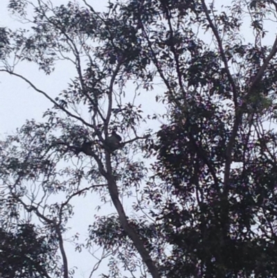 Phascolarctos cinereus (Koala) at Cawongla, NSW - 7 Nov 2015 by Komodo