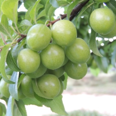 Prunus cerasifera (Cherry Plum) at Paddys River, ACT - 2 Nov 2015 by michaelb