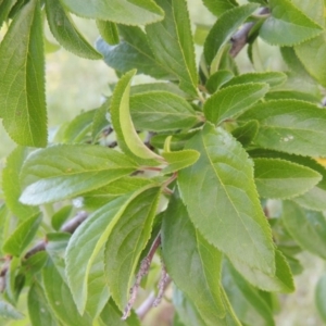 Prunus cerasifera at Paddys River, ACT - 2 Nov 2015