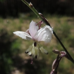 Arthropodium milleflorum (Vanilla Lily) at Calwell, ACT - 6 Nov 2015 by michaelb