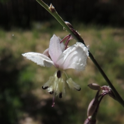 Arthropodium milleflorum (Vanilla Lily) at Tuggeranong Hill - 6 Nov 2015 by michaelb