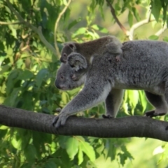 Phascolarctos cinereus (Koala) at Rosebank, NSW - 7 Nov 2015 by Bernadene