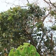 Phascolarctos cinereus (Koala) at Suffolk Park, NSW - 9 Oct 2015 by Wildsearch