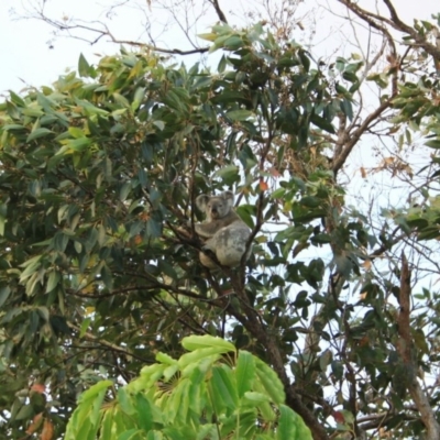 Phascolarctos cinereus (Koala) at Suffolk Park, NSW - 9 Oct 2015 by Wildsearch