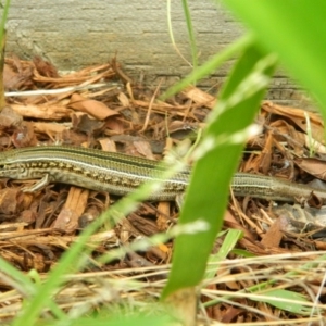 Ctenotus robustus at Fadden, ACT - 8 Nov 2015